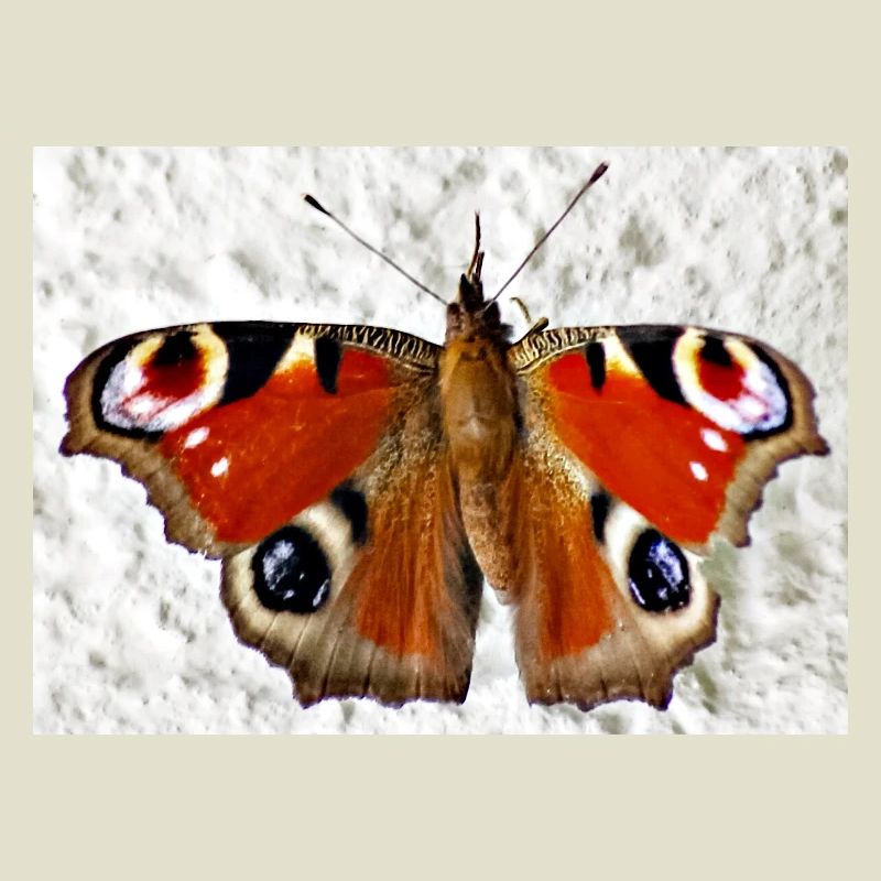 Motif papillon à œil de paon