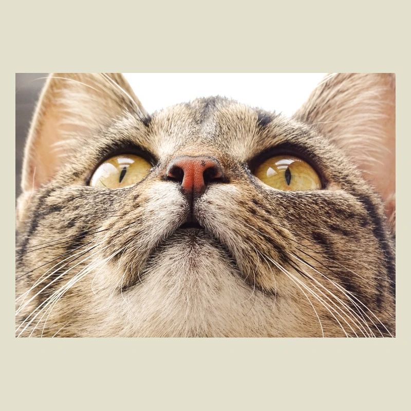 Visage de chat Minka