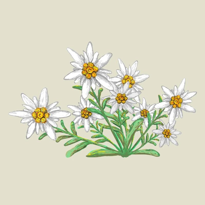 L’Edelweiss, Fleur des Alpes, Fleur de Suisse
