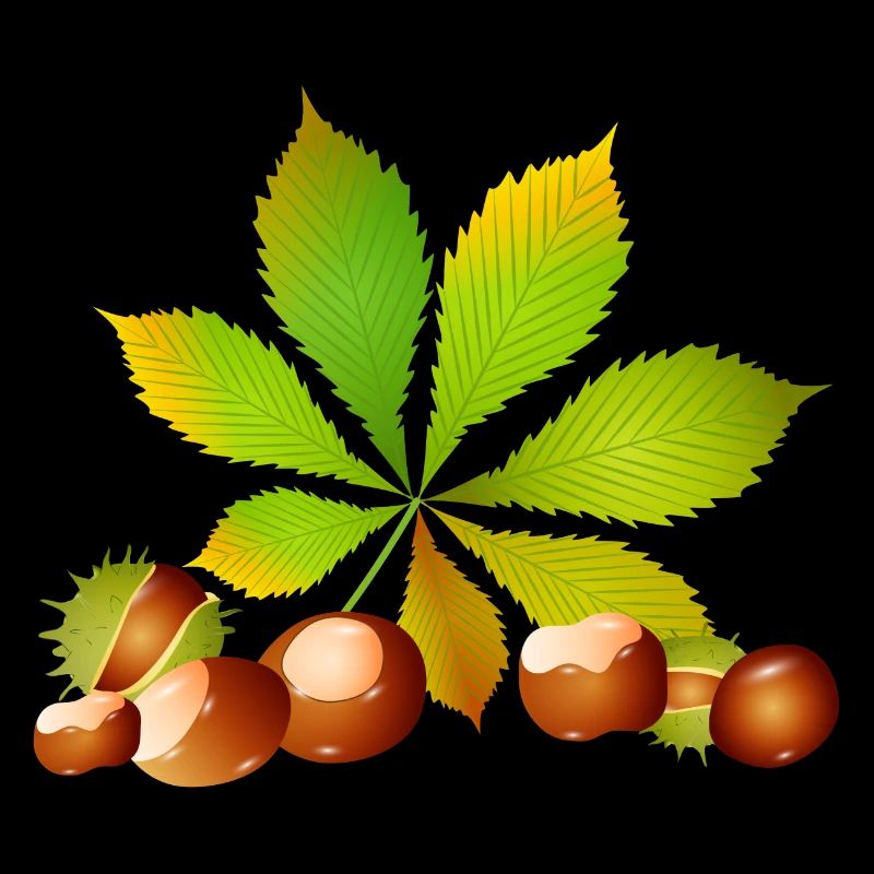 bright brown chestnuts with chestnut leaf