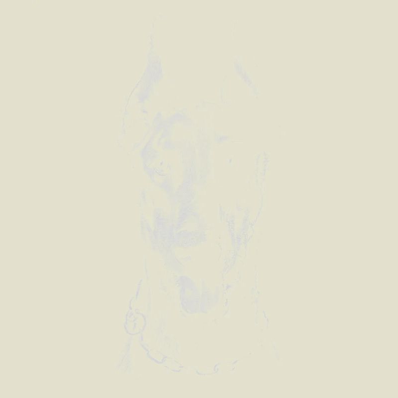 Dobermann