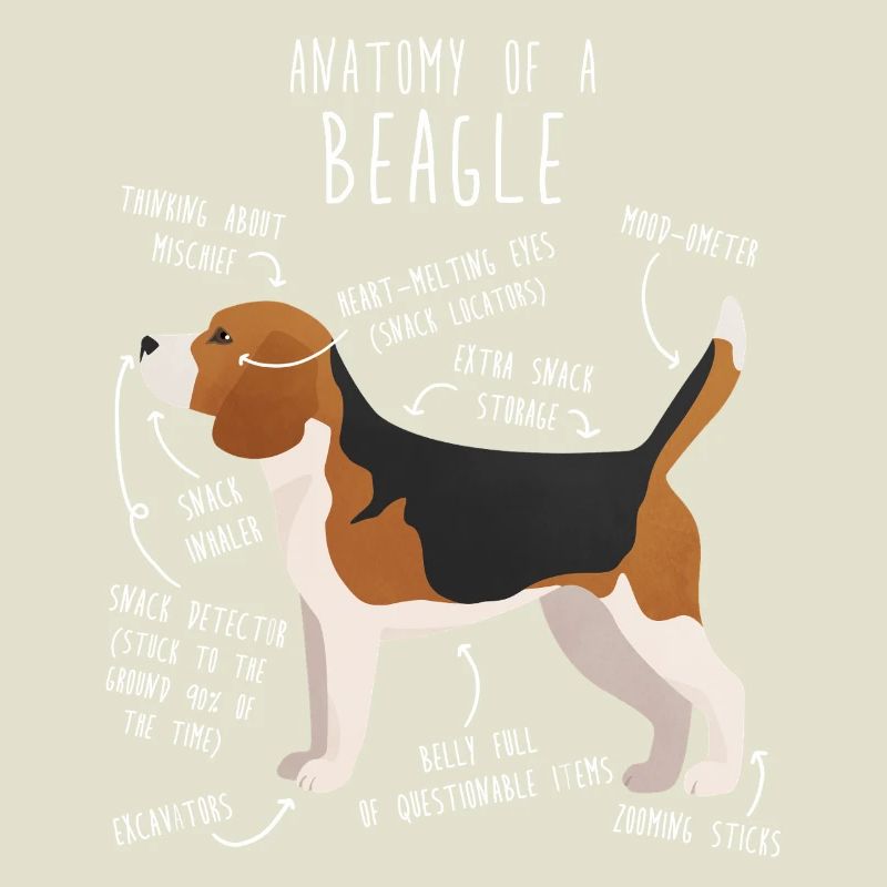 Anatomie des Beagle-Hundes