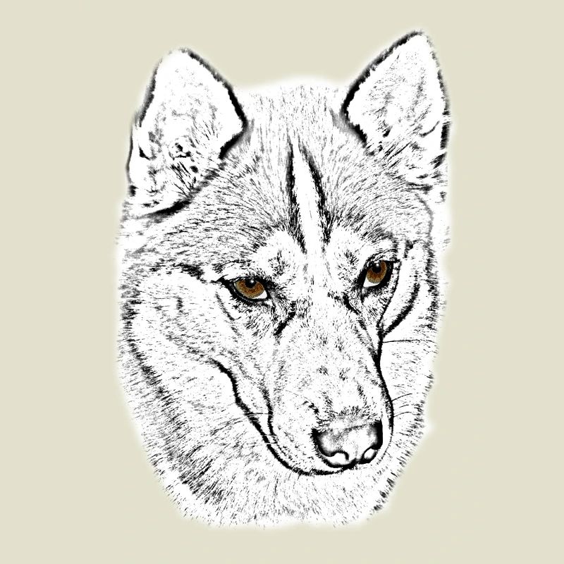 Wolfskopf Linienstudie