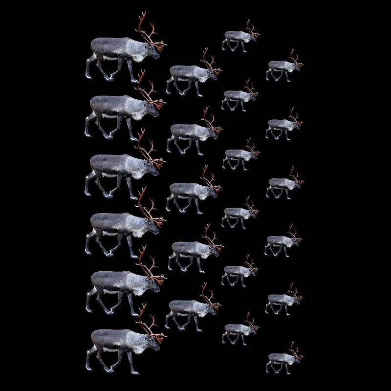 Reindeer