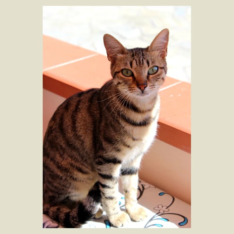 Katze Kätzchen