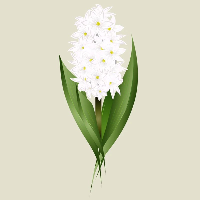 Jacinthe blanche – délicatesse sous forme de fleur