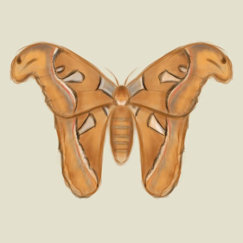 Giant Moth Drawing