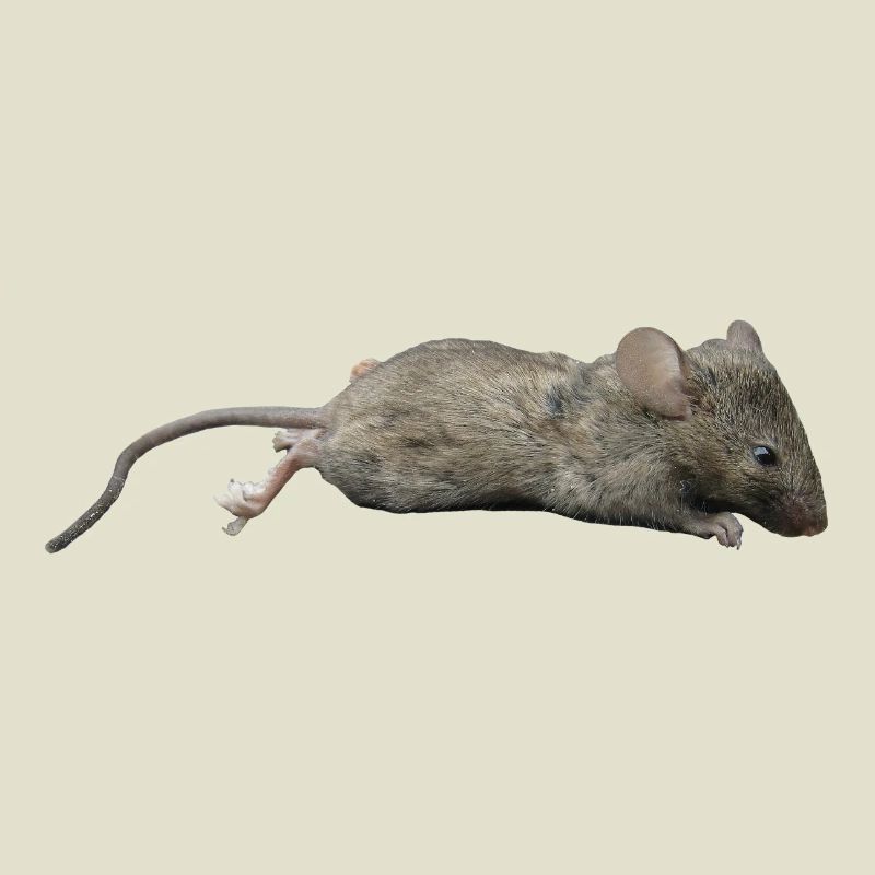 Mouse