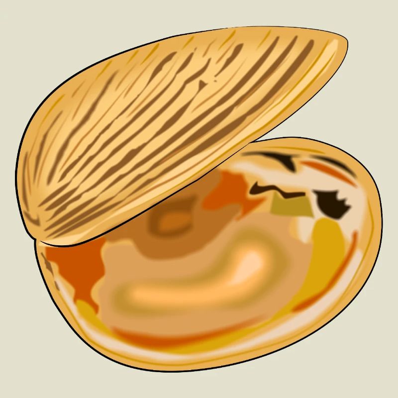 Shell unfolded