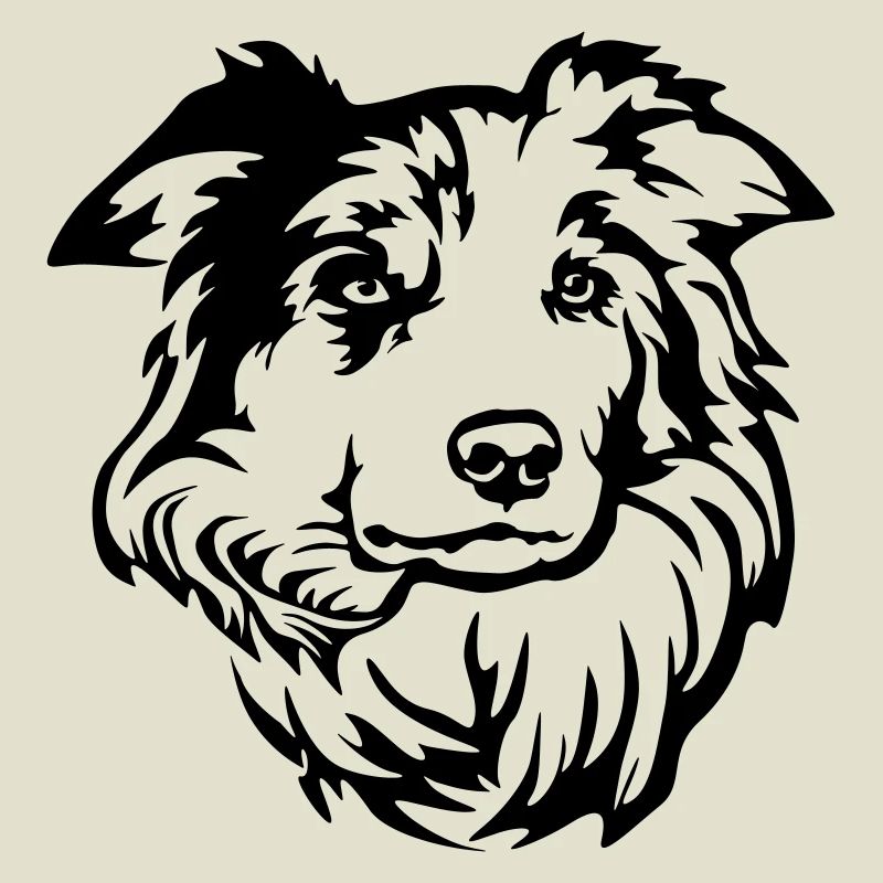 Tête de Border Collie