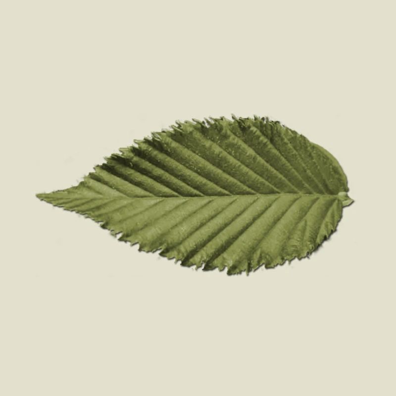 Structure foliaire : motif vert olive