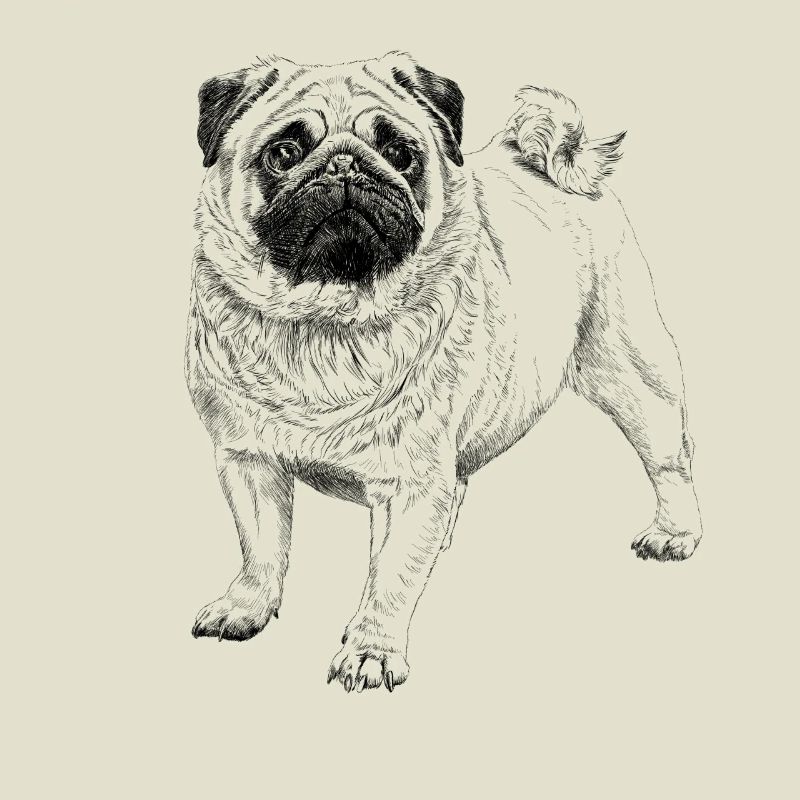 Mops