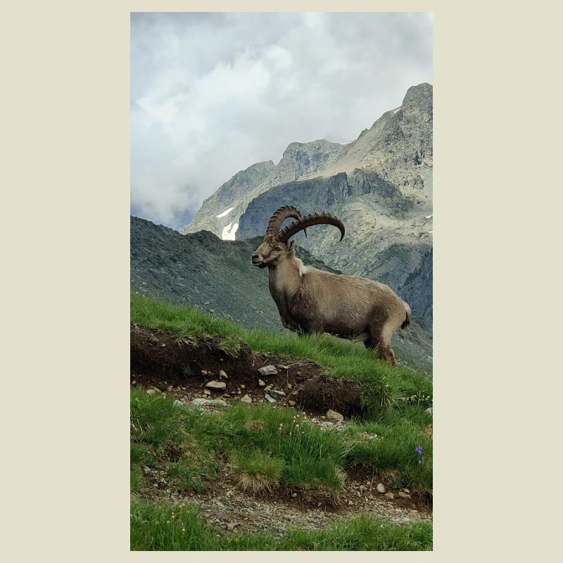 Steinbock
