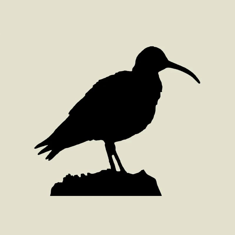 Brachvogel