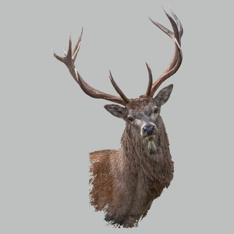 Hirsch