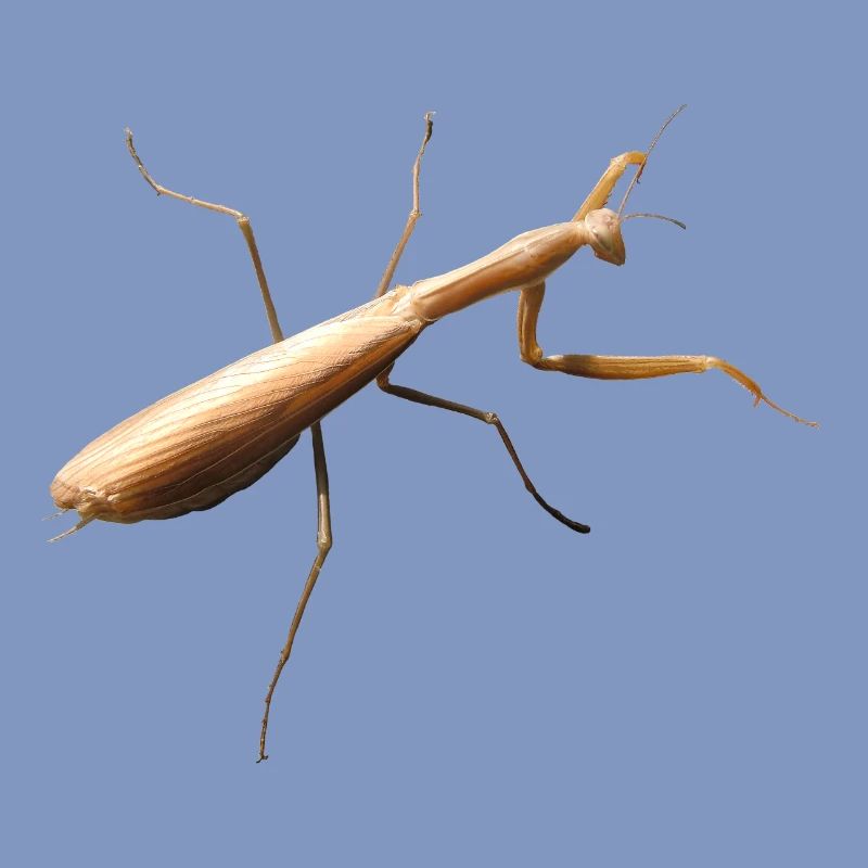 Mantis