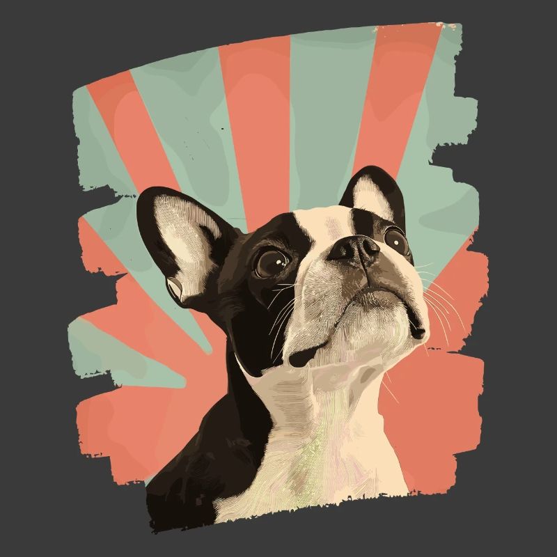 Boston Terrier