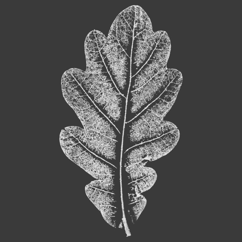Blatt EICHE / Eichenblatt WEISS