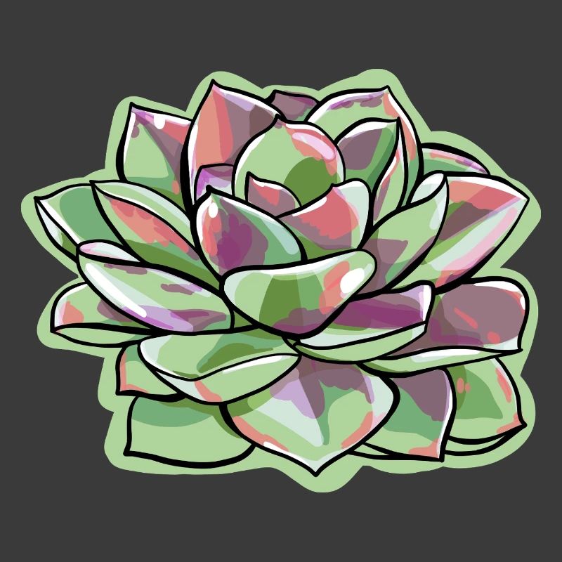 Echeveria Fat Leaf Rosette Succulente