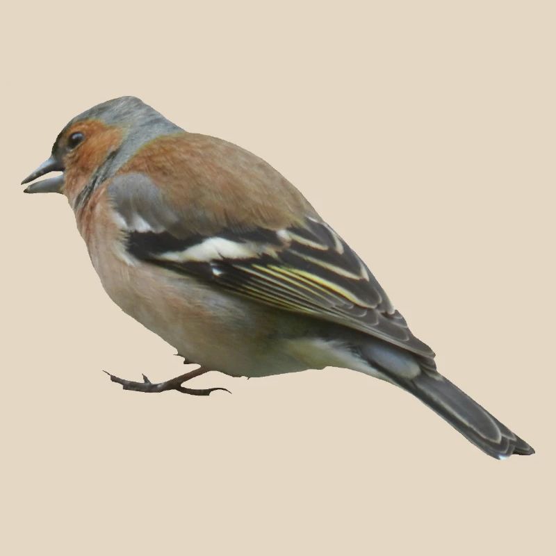 Buchfink (seitlich)