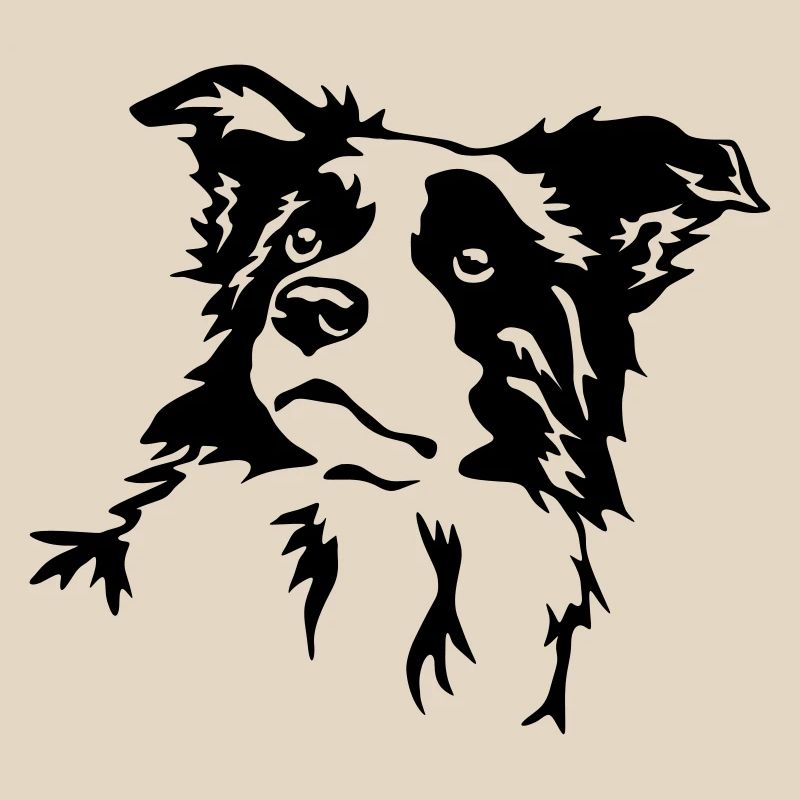 Border Collie Kopf
