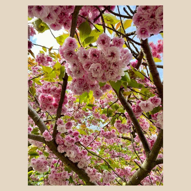Cherry blossom magic in spring