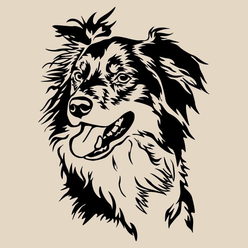 Border Collie Kopf