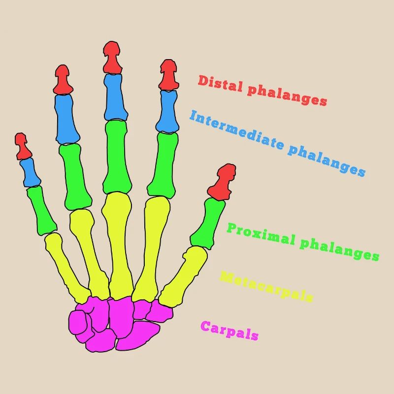 Hand Knochen Anatomie Mensch Evolution Physio