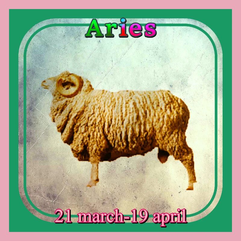 Widder