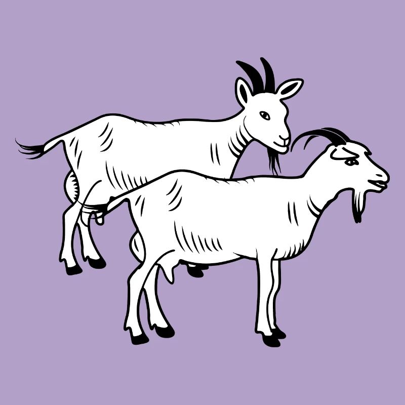 Chèvres blanches deux pièces