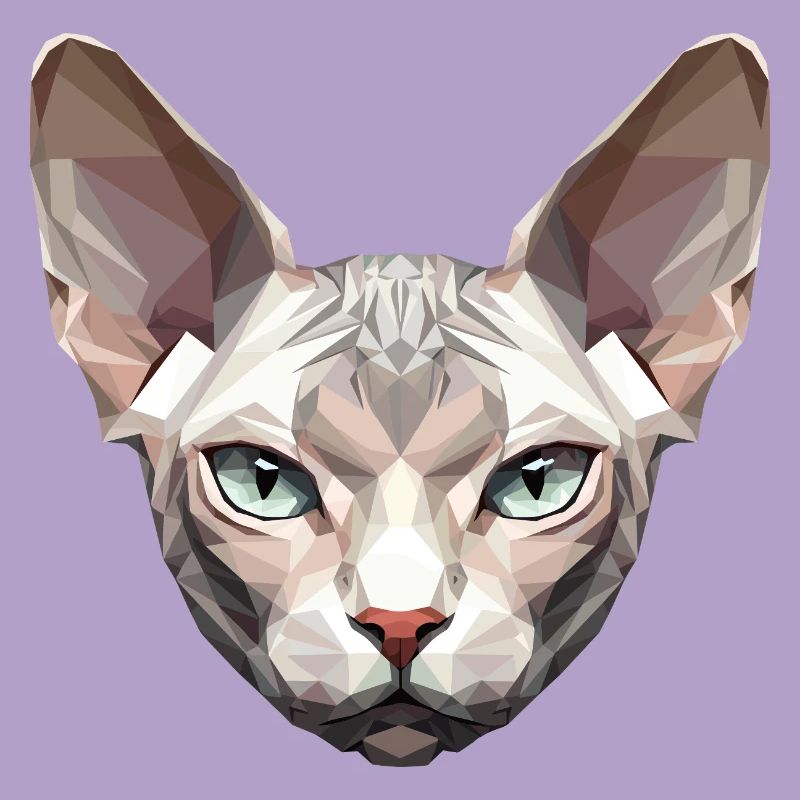 Sphynx Chat Sphynx Chat Chat Canadien Sphinx mignon