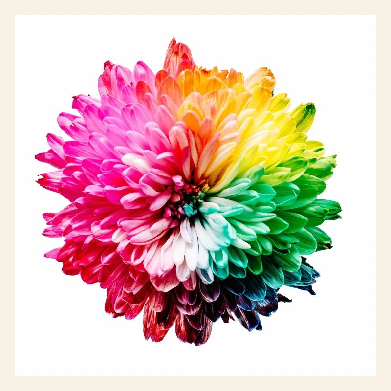 Regenbogen Blüte Explosion
