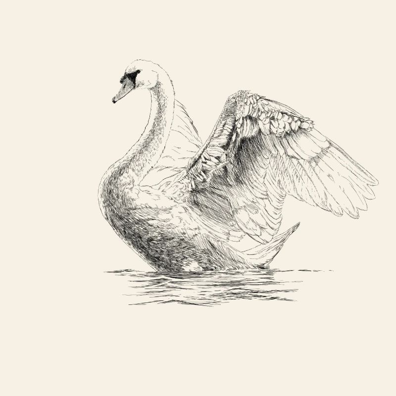 Schwan