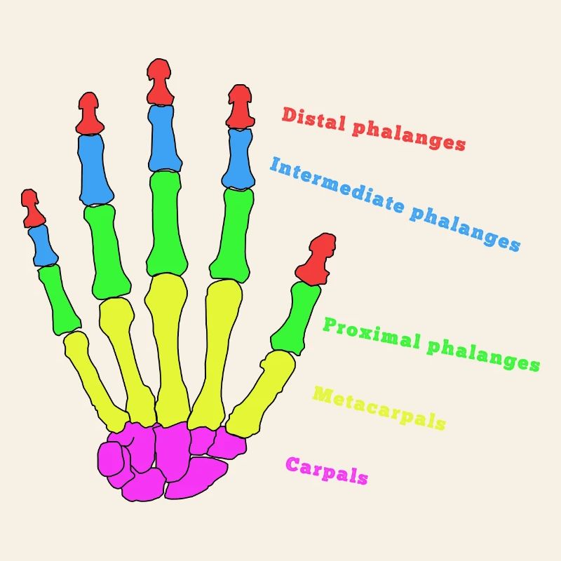 mains os anatomie humain évolution Physio