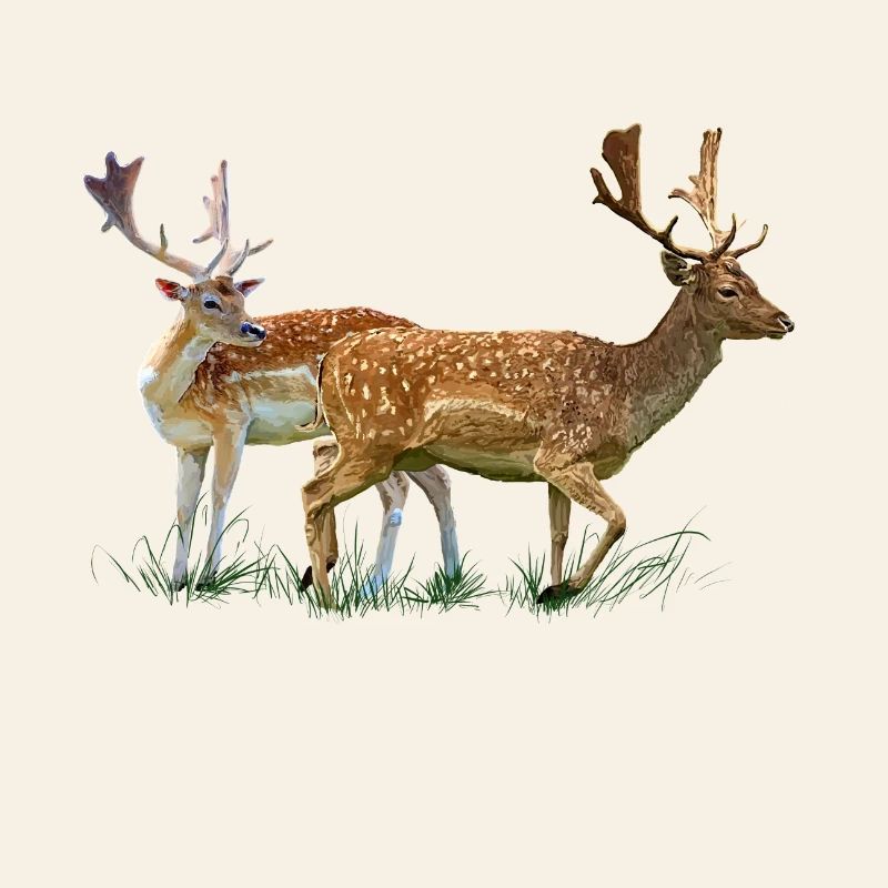 deer