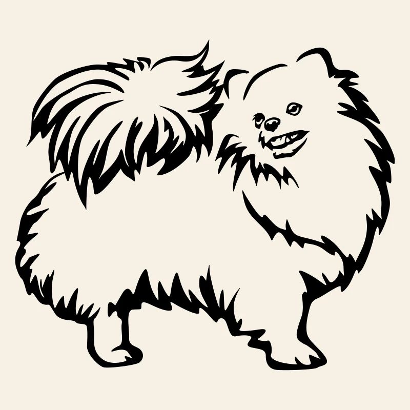 Dwarf spitz