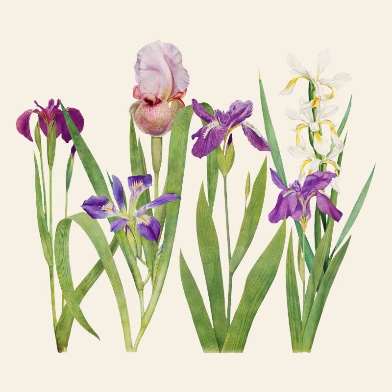 Wilde Iris und Orchidee Botanisches Design
