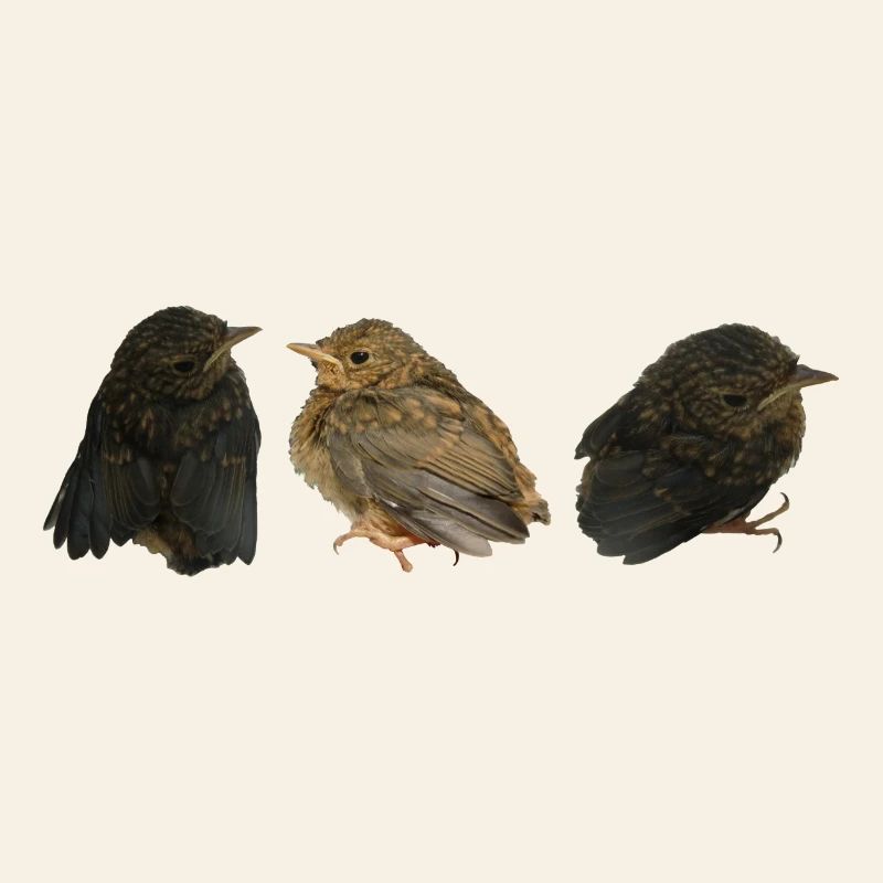 Rotkehlchen Ästlinge