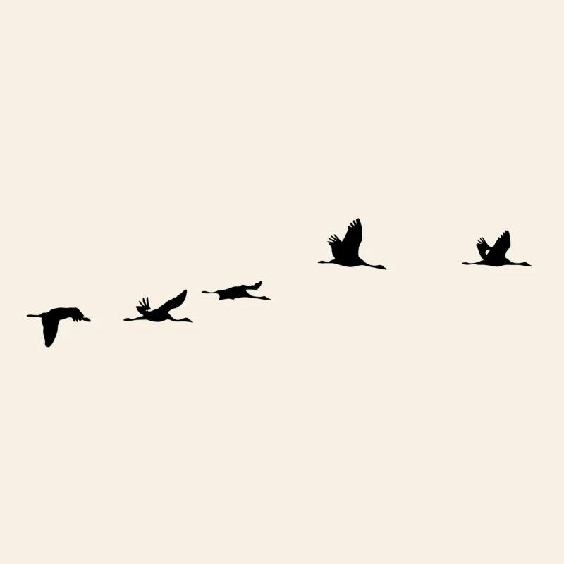 Oiseaux migrateurs Oiseaux