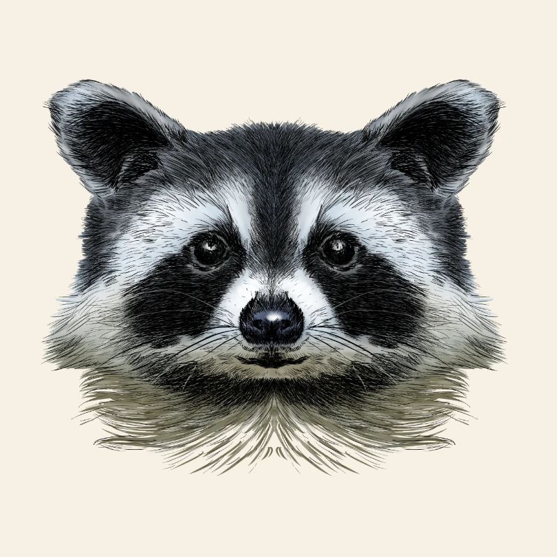 Racoon