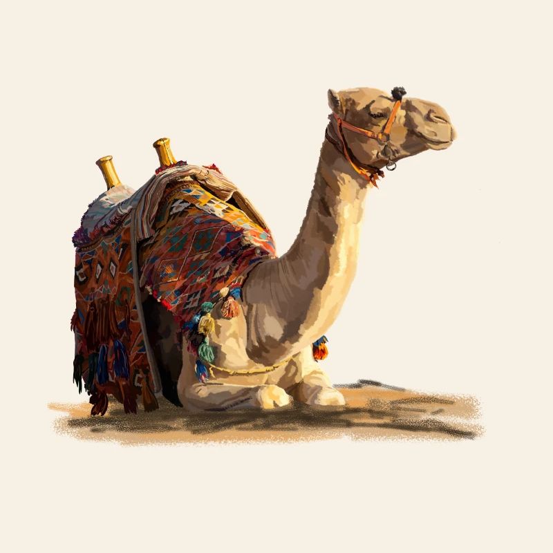 kamel