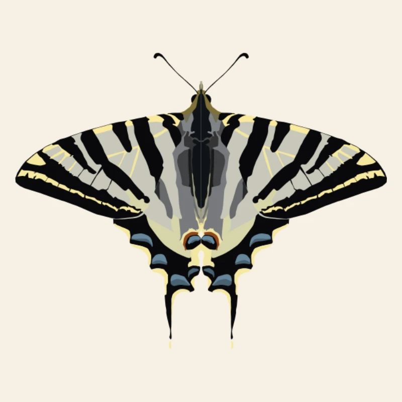 Papillons : Le Papillon Voile