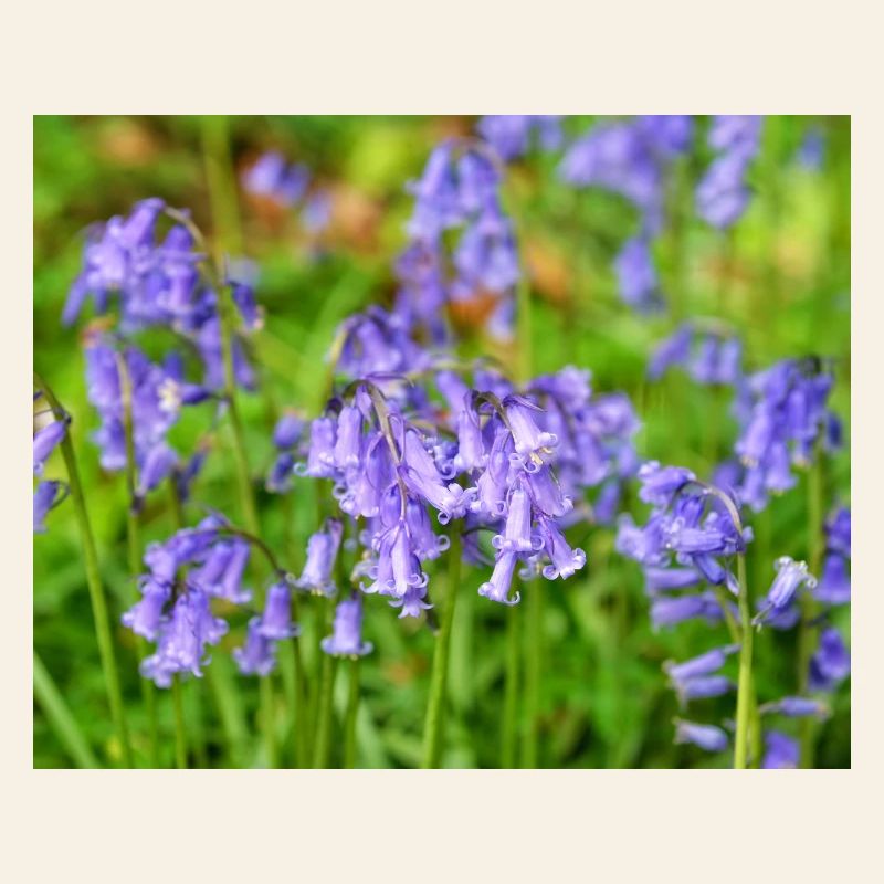 Bluebell - Violet Spring Bloom