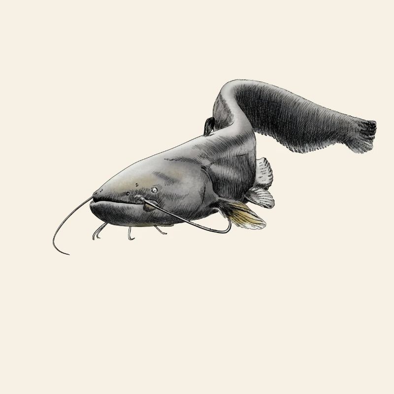 catfish