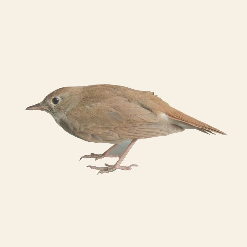 Rossignol oiseau