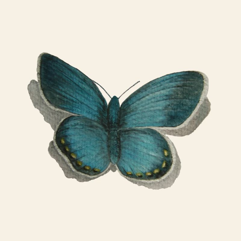Schmetterling Bläuling