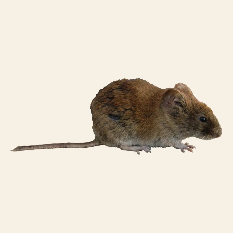mouse
