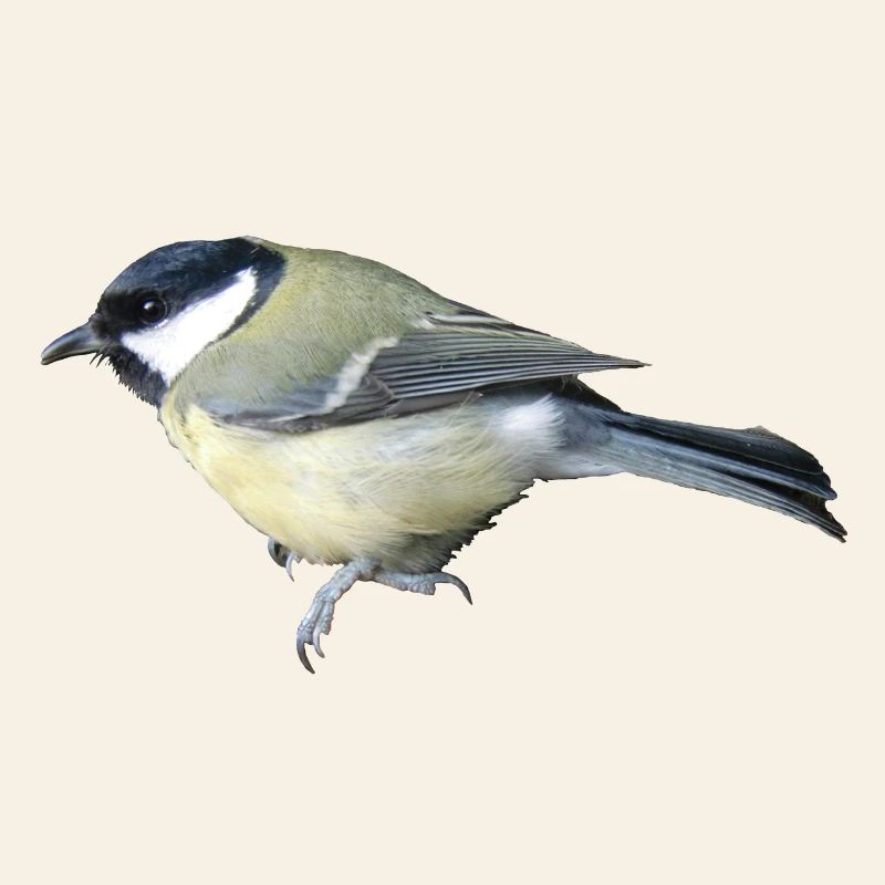 Grand oiseau