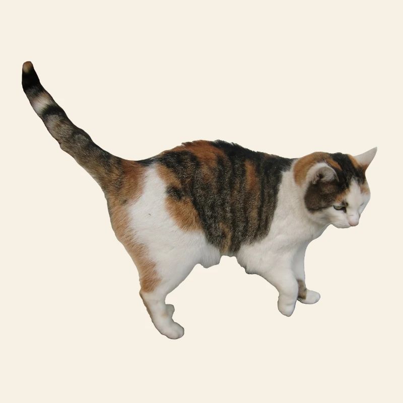 Katze