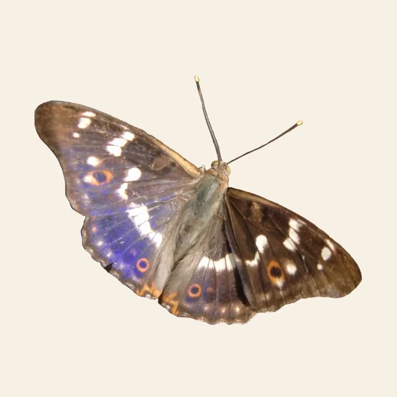 Lesser purple emperor